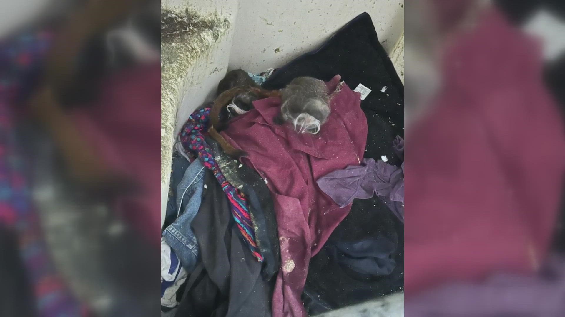 The two missing monkeys were found in Lancaster in an abandoned church.