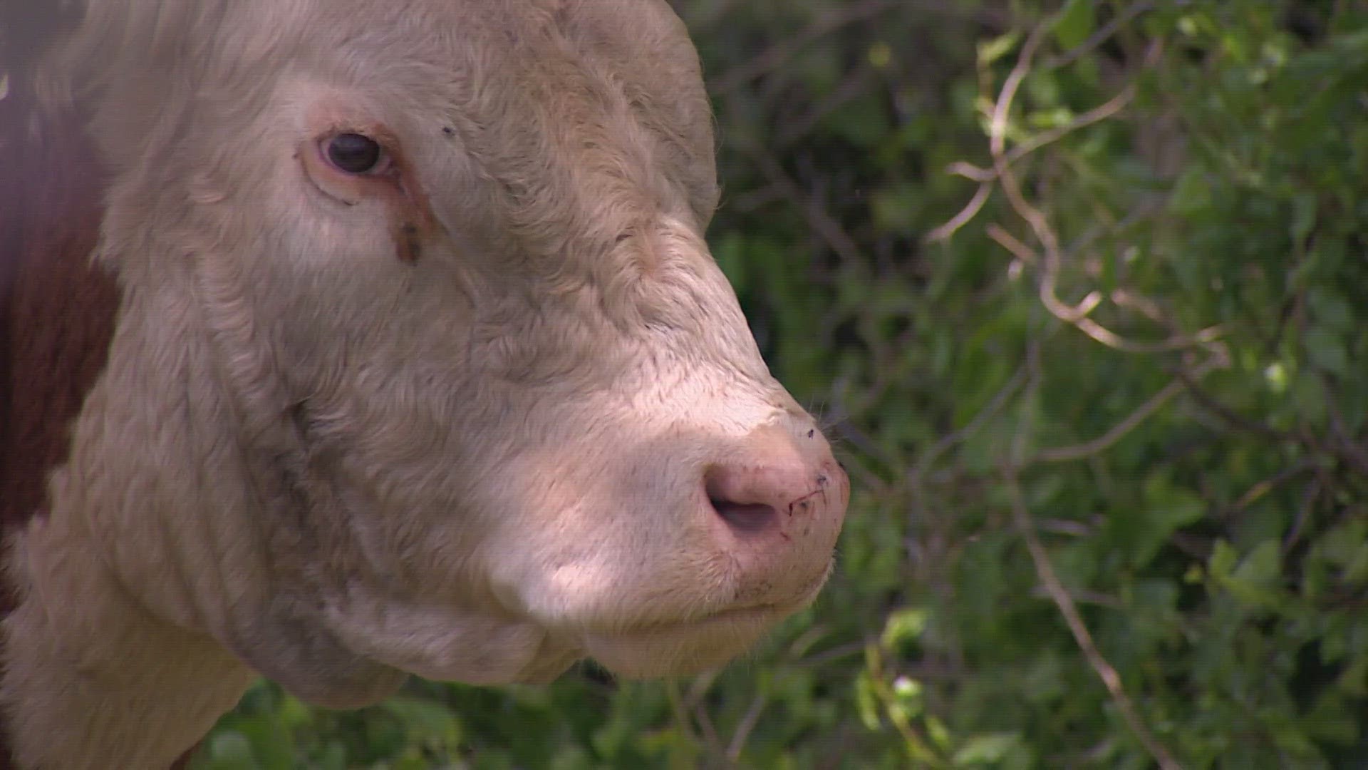 The owner of the bull said Wednesday's hailstorm was one of the biggest he's ever seen in Dublin, Texas.