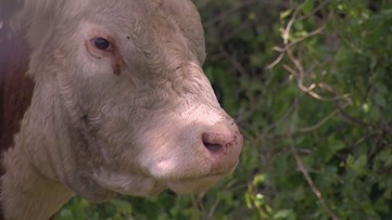 Meet Drago, the Texas bull who captured the hearts of many as he escaped large hail