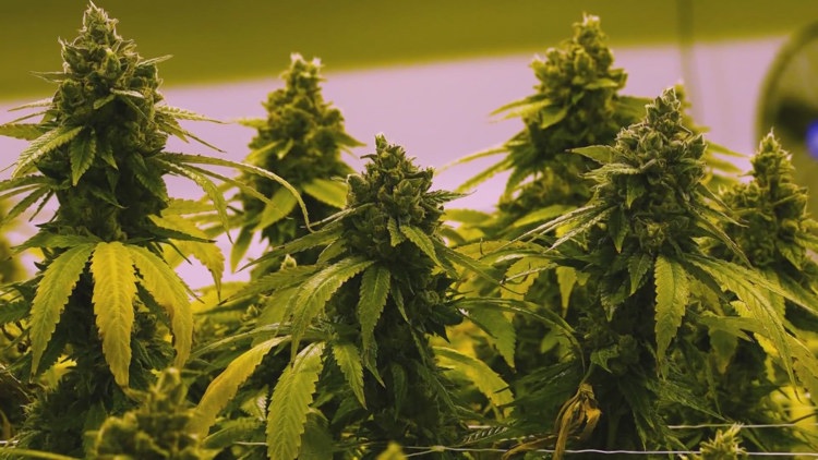 DPD officers barred from weed possession arrests, citations of 4 ounces ...