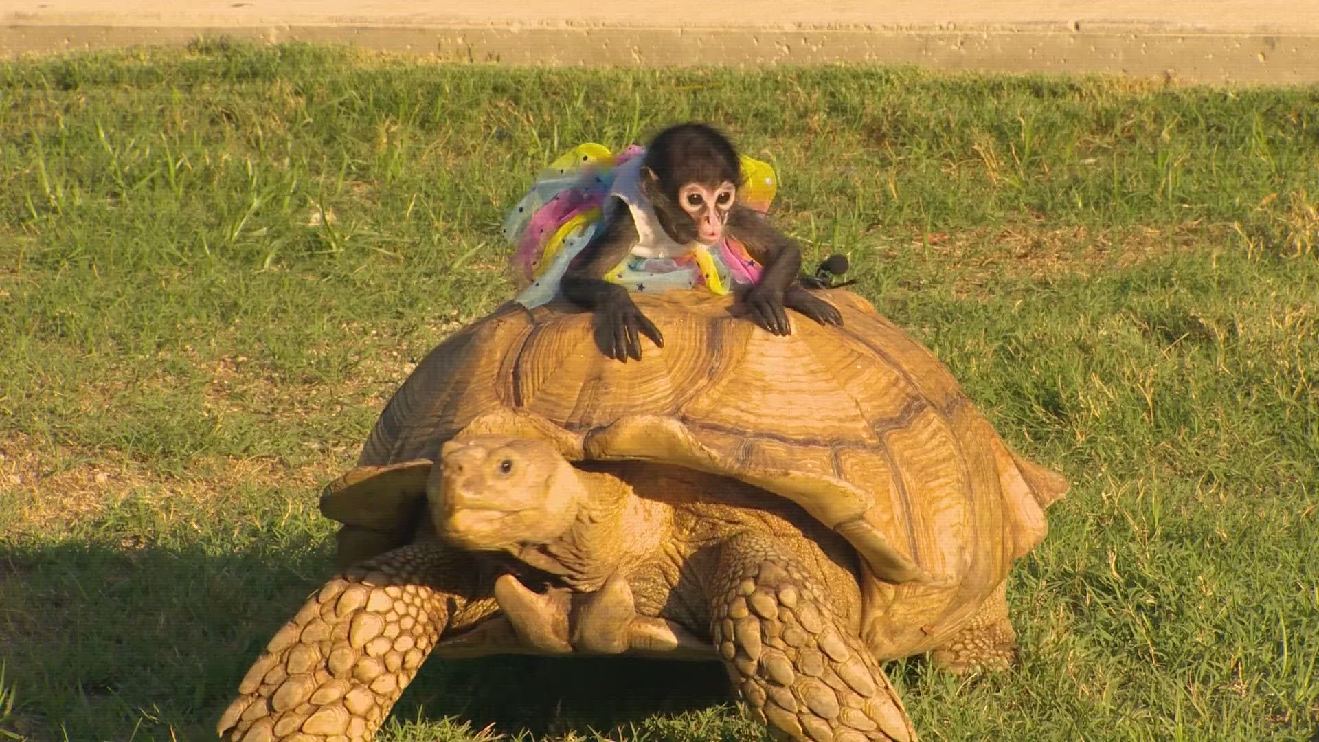 More than 20 people believed the tortoise was theirs.