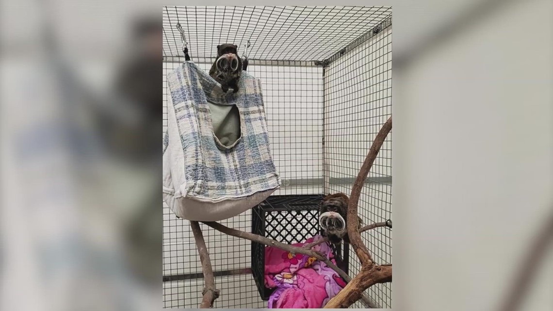 Kebun Binatang Dallas kehilangan monyet: Seorang pria ditangkap sehubungan dengan itu