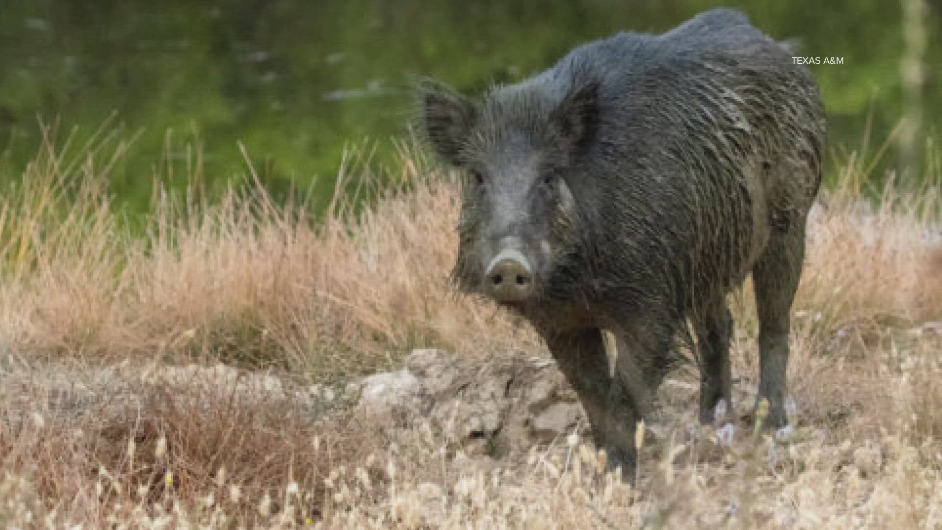 Hog attacks girl in North Texas, dogs chase it off | khou.com