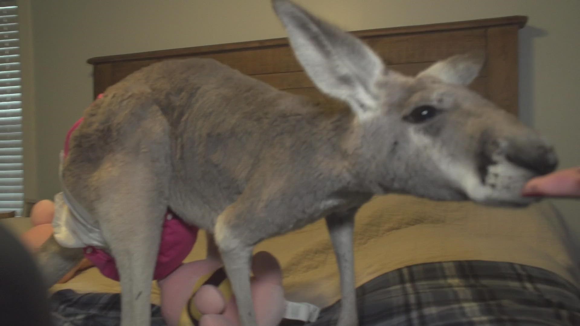 Nigel, Briana Lafleur's three-year-old pet kangaroo, went missing Tuesday night.