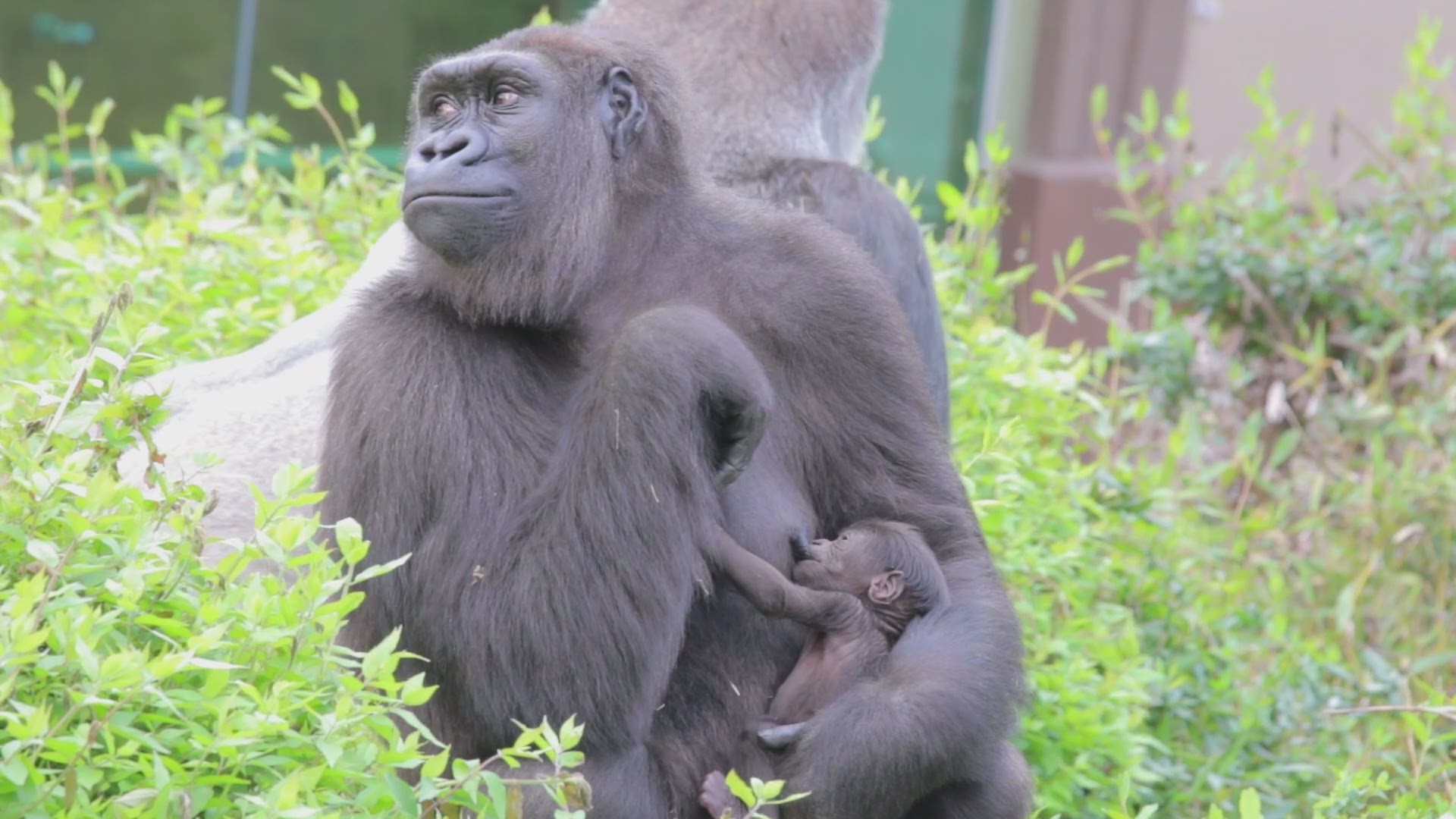 Dallas Zoo released video of Megan the gorilla and her newborn.