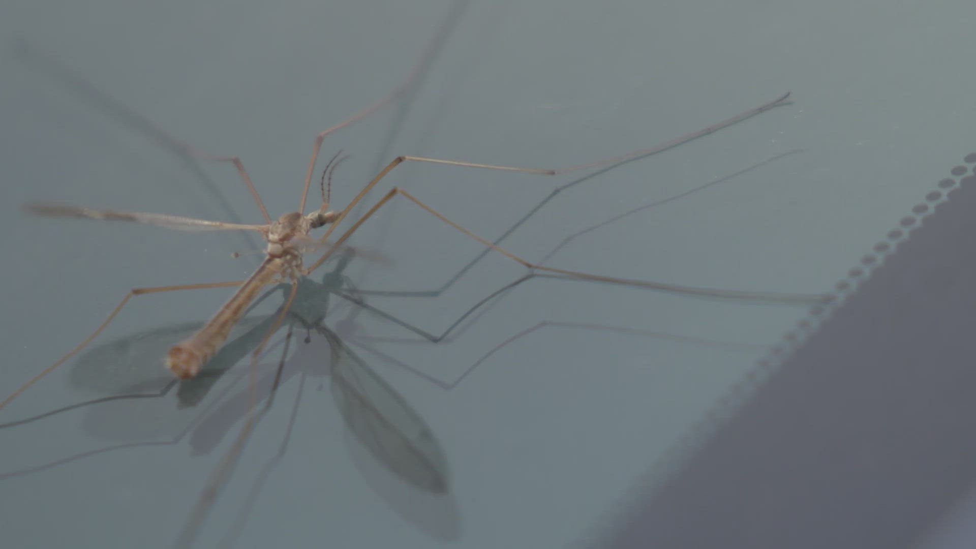 The mosquito-looking insects have appeared in large numbers this spring, harmless and incredibly helpful.