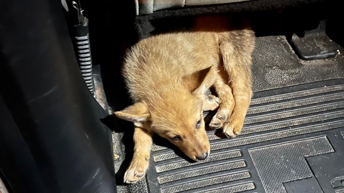 Coyote pup found in Dallas? She may not be one, but she's cute!