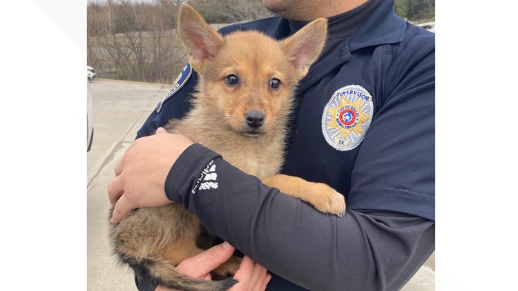 Coyote or dog? DNA results for the adorable Dallas pup 'Toast' are in.
