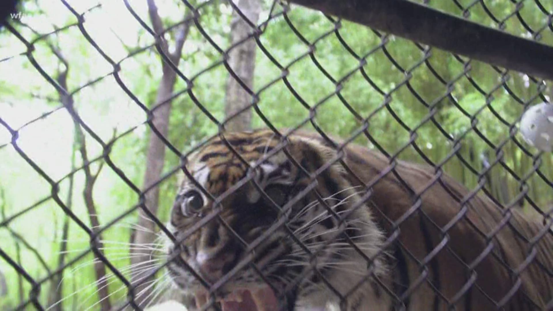 Verify: Are there more tigers in Texas than in the wild?