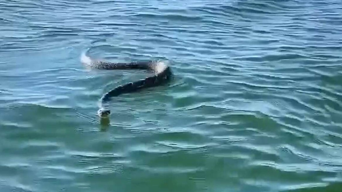 Video menunjukkan ular derik berenang di danau Texas