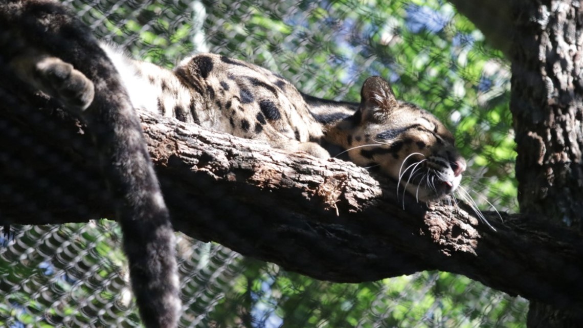 Kebun Binatang Dallas ditutup karena macan tutul yang hilang, polisi mencari