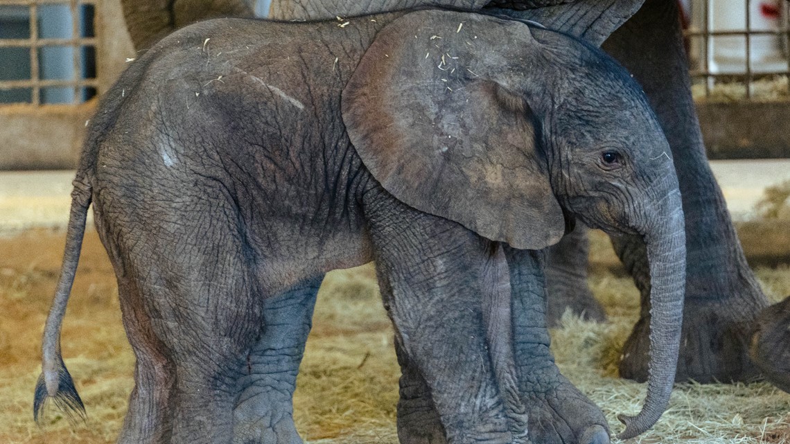 Kebun Binatang Dallas menyambut bayi gajah