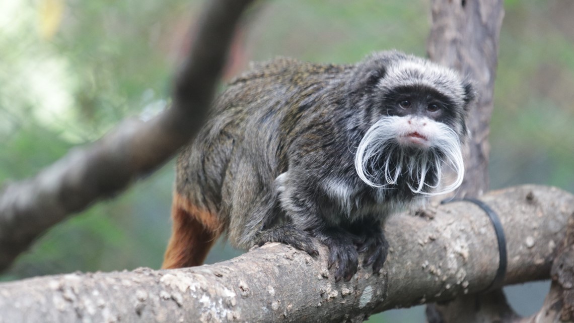Kebun Binatang Dallas: Monyet kaisar tamarin hilang