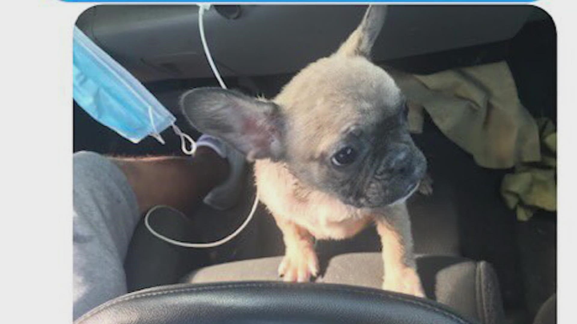 Police are searching for a man accused of robbing a person at gunpoint during the sale of a French bulldog puppy in Fort Worth.