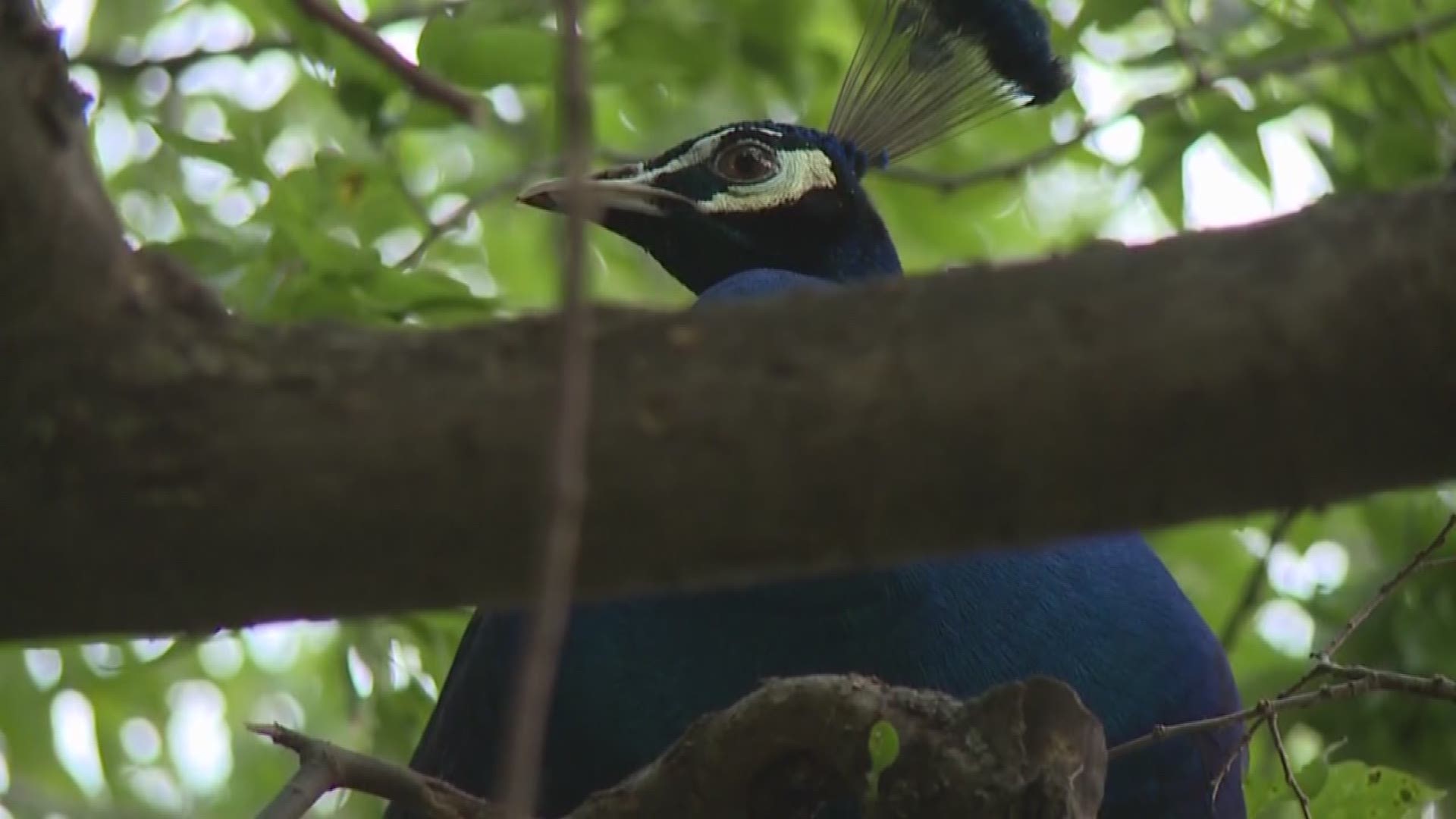 Peacock Lands In Veteran S Tree Authorities Can T Help Get It