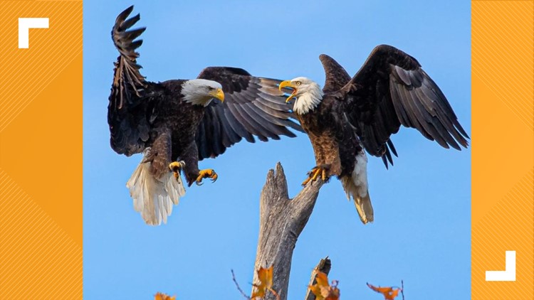 Bald eagles at White Rock Lake in Dallas have relocated and are thriving in incredible new photos
