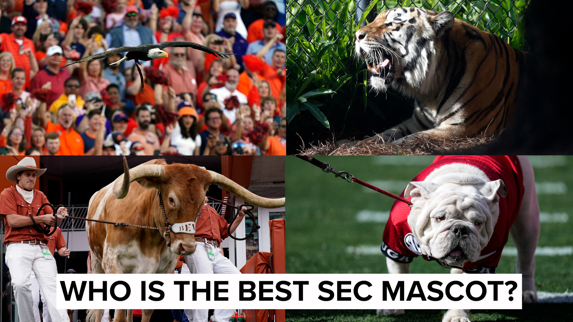 Who is the SEC's best mascot? Is it Uga or BEVO? What about Mike the Tiger? The Auburn Eagle?