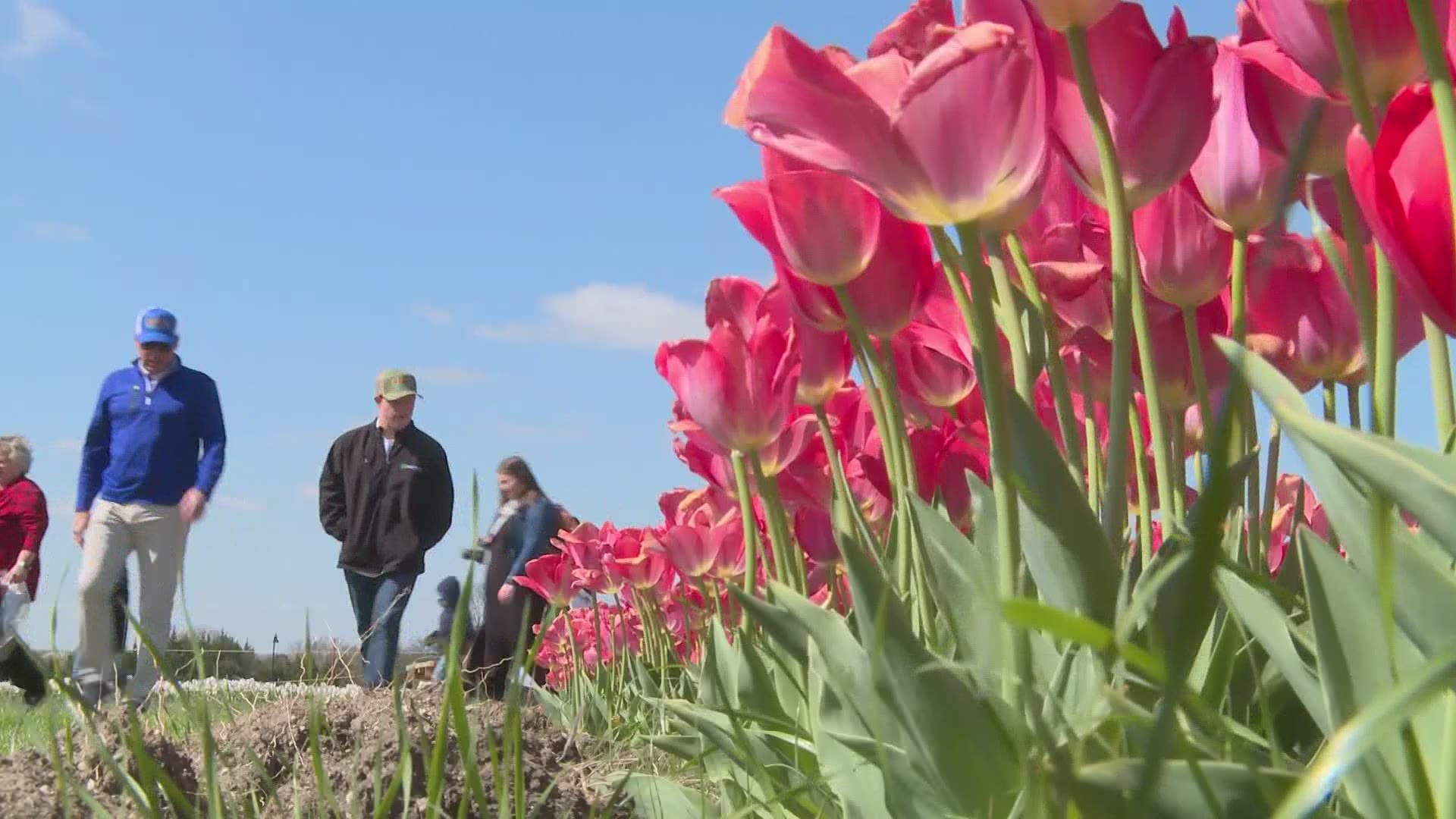The third annual Tulipalooza kicked off Friday, March 19 at the Waxahachie Civic Center. There will be live music, food and 250,000 tulips to take home.