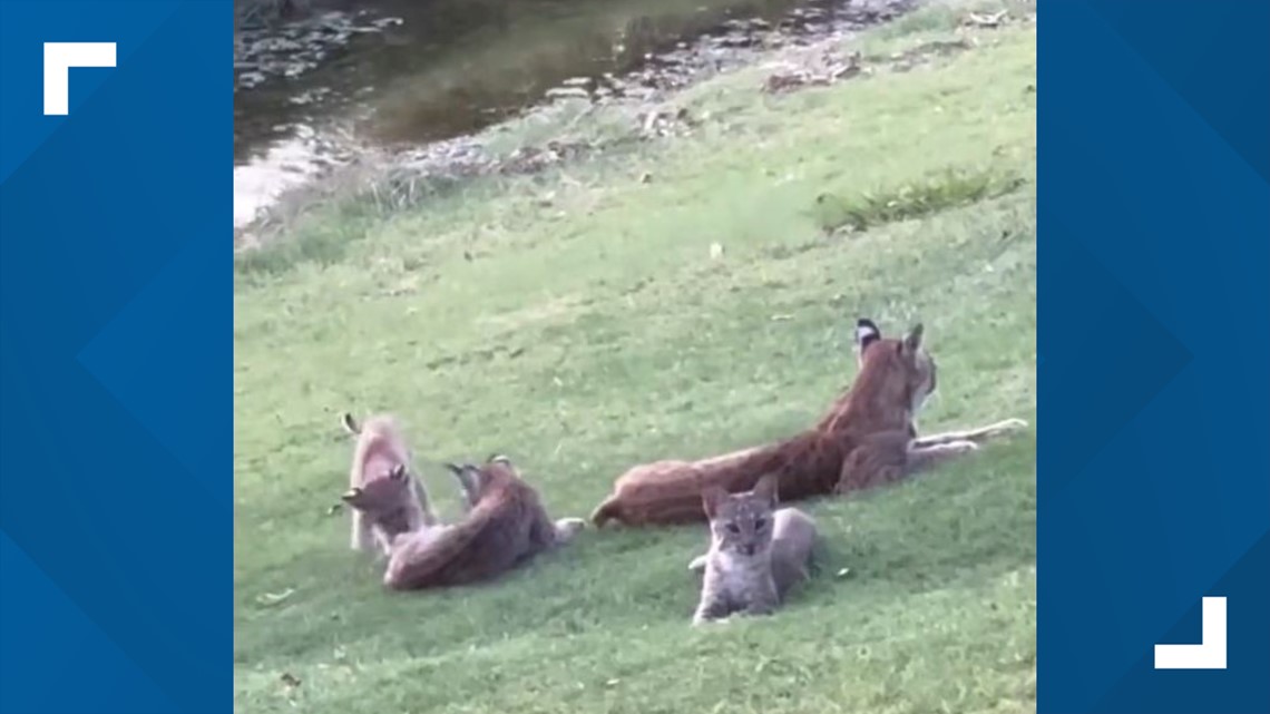 Mama bobcat dan tiga anak kucing terlihat di lapangan golf Plano