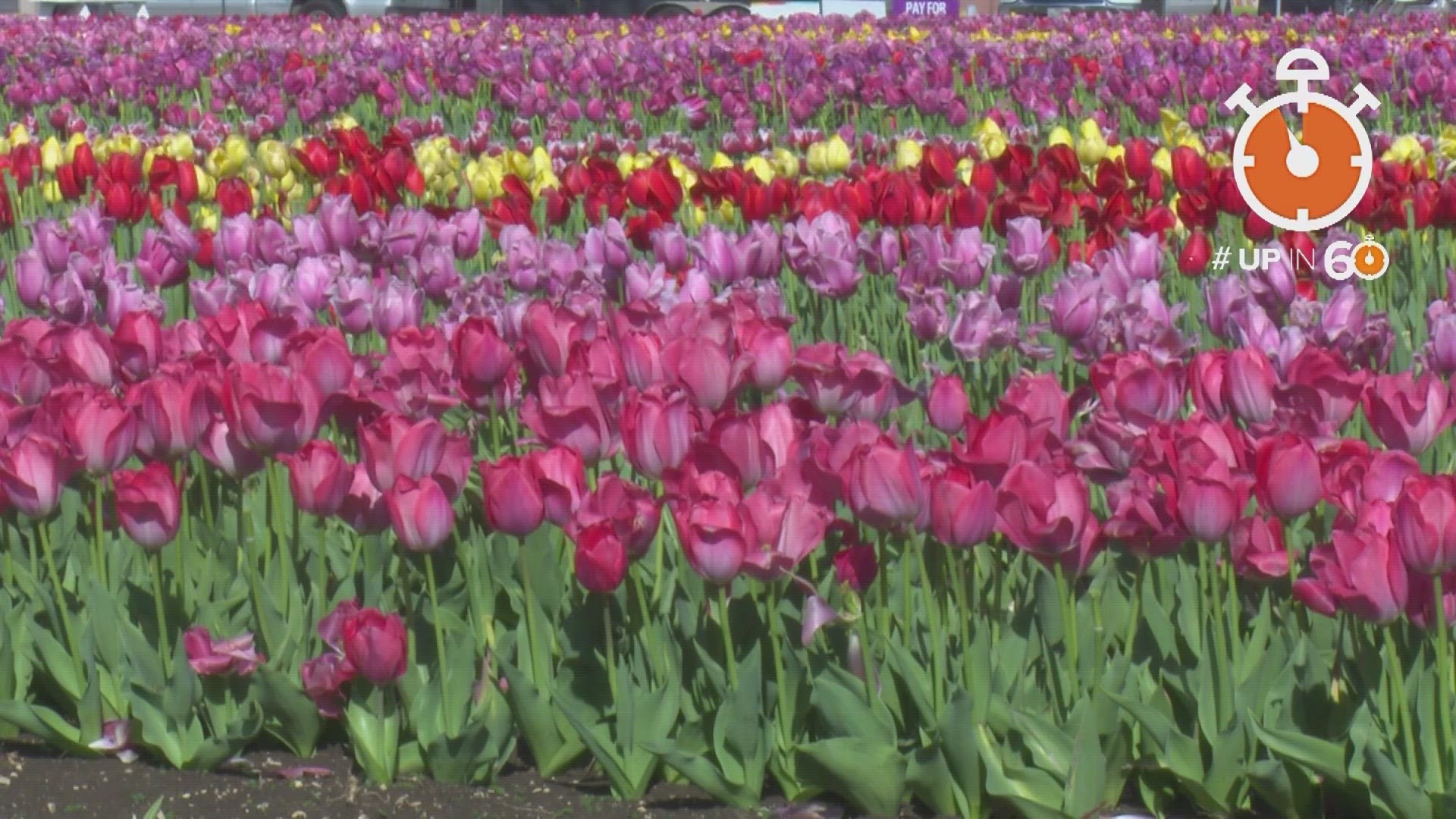 The 5th Tulipalooza festival kicked off on Friday outside the Waxahachie Civic Center with 300,000 tulips in 15 color varieties ready to be picked and “pic’d.”