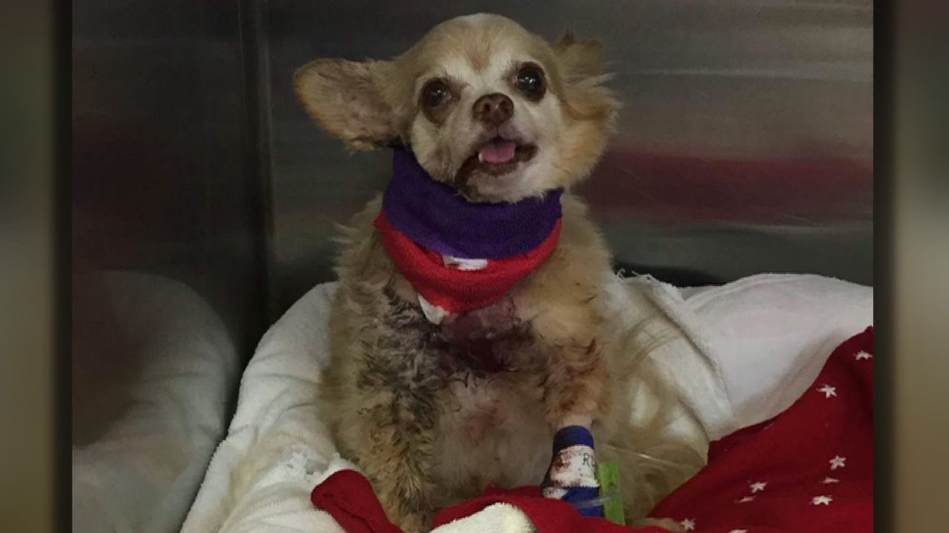 Bobcat kills dog in Richardson