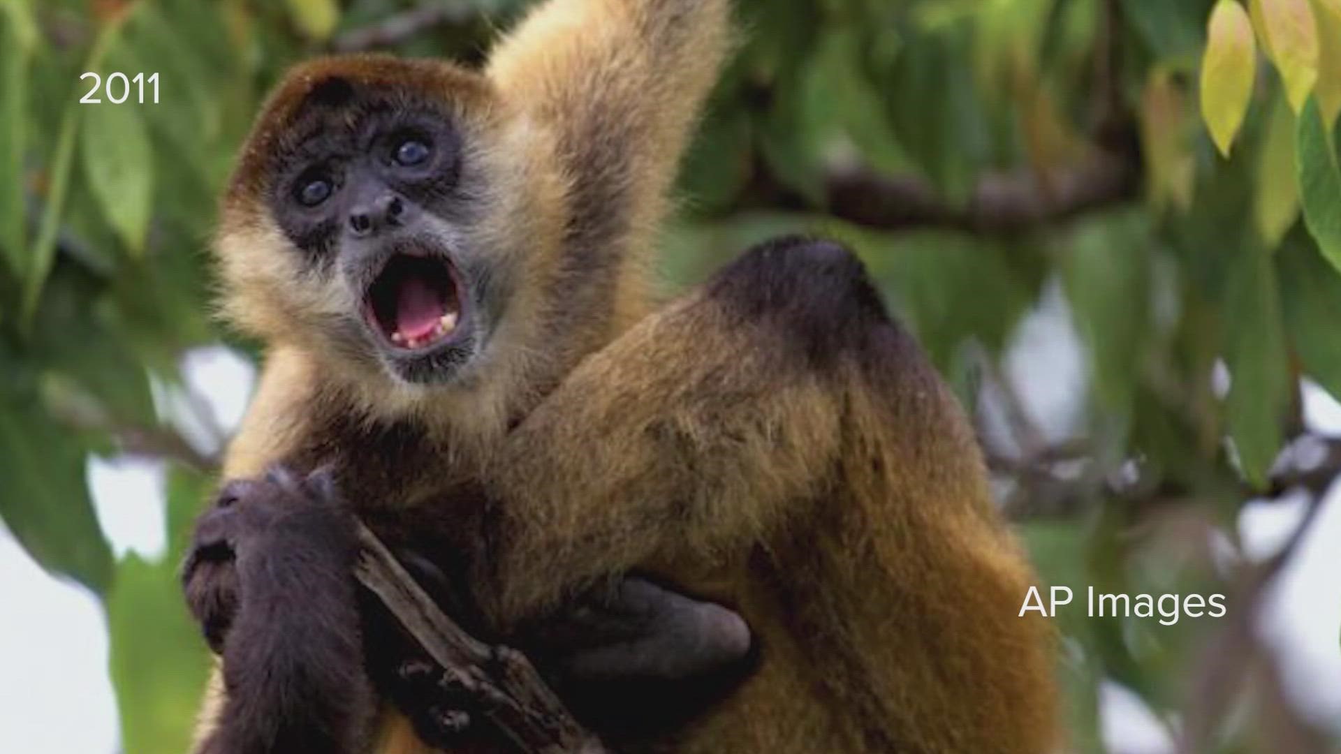 Veterinarians had to tranquilize a spider monkey at the Dallas Zoo after the primate escaped for his enclosure.