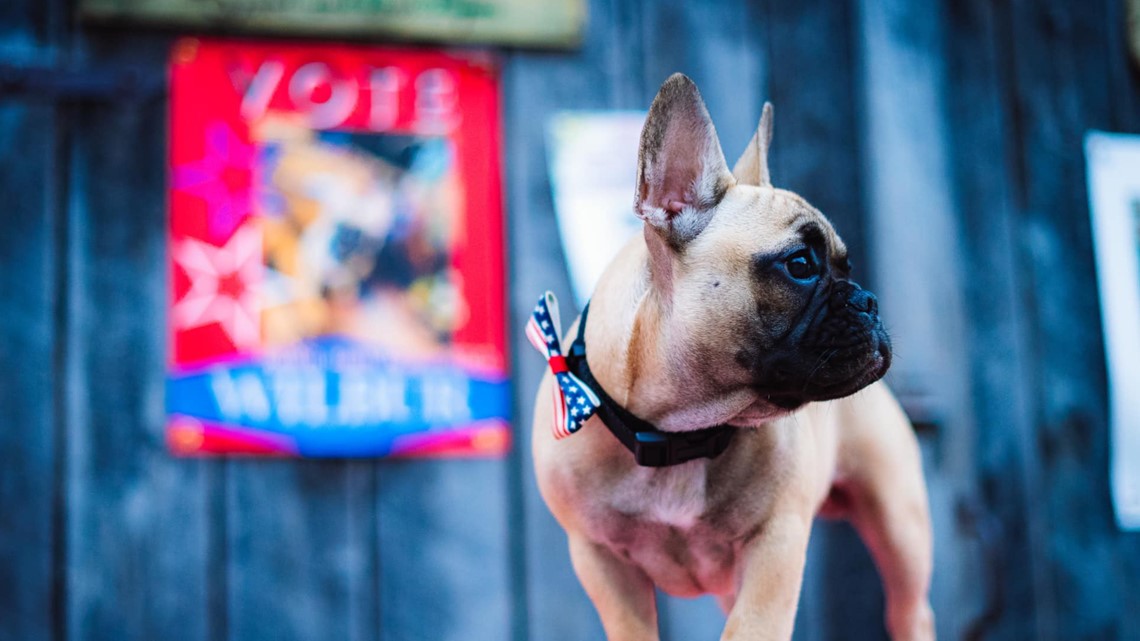 French Bulldog Elected Kentucky Town S Mayor Khou Com