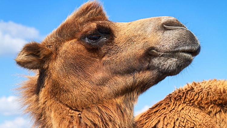 Deputies: Camel sits on woman at Tiger Truck Stop in ...