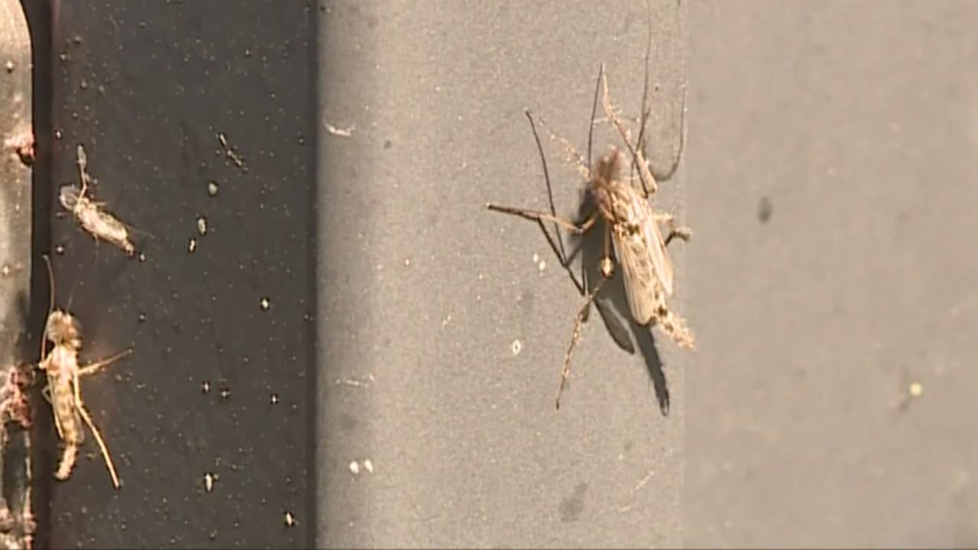 June 4, 2018: The pesky lake bugs are back in swarms around Lake Erie.