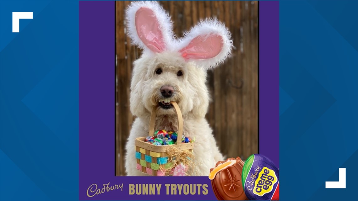 Anjing Ohio Annie Rose di antara 10 teratas untuk menjadi Cadbury Bunny berikutnya