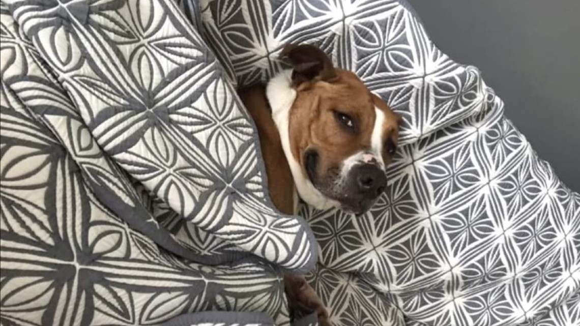 Anjing menunggu bertahun-tahun untuk diadopsi di Northeast Ohio: Temui Hershel