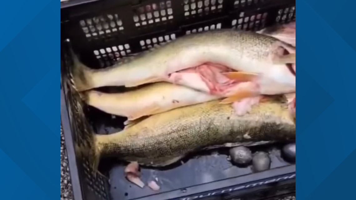 Cleveland fishing competitors caught with weights in walleye - Vimarsana News