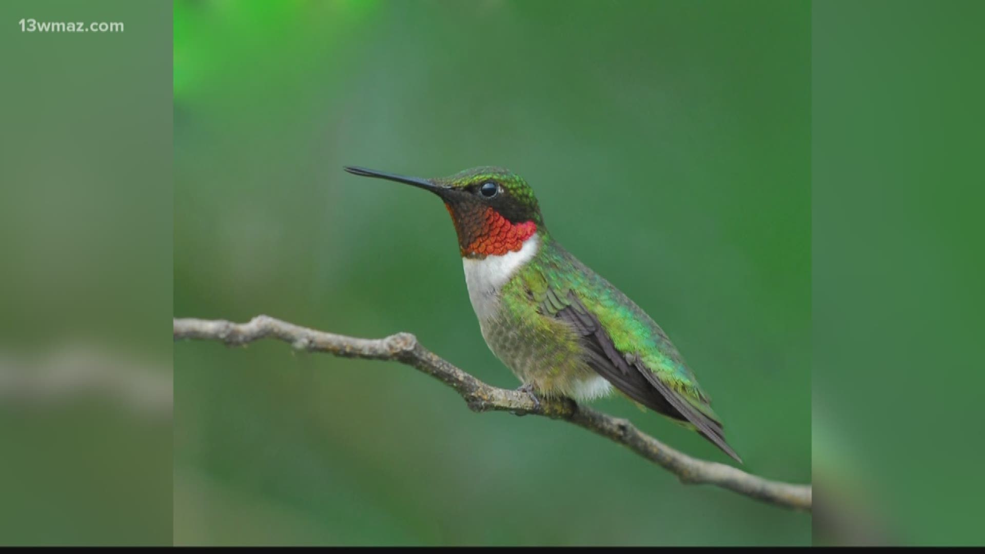 Summertime means the birds are singing from morning until night, but one bird hasn’t been seen much this year. Several viewers reached out to 13WMAZ asking us to VERIFY if the hummingbird population has dropped.