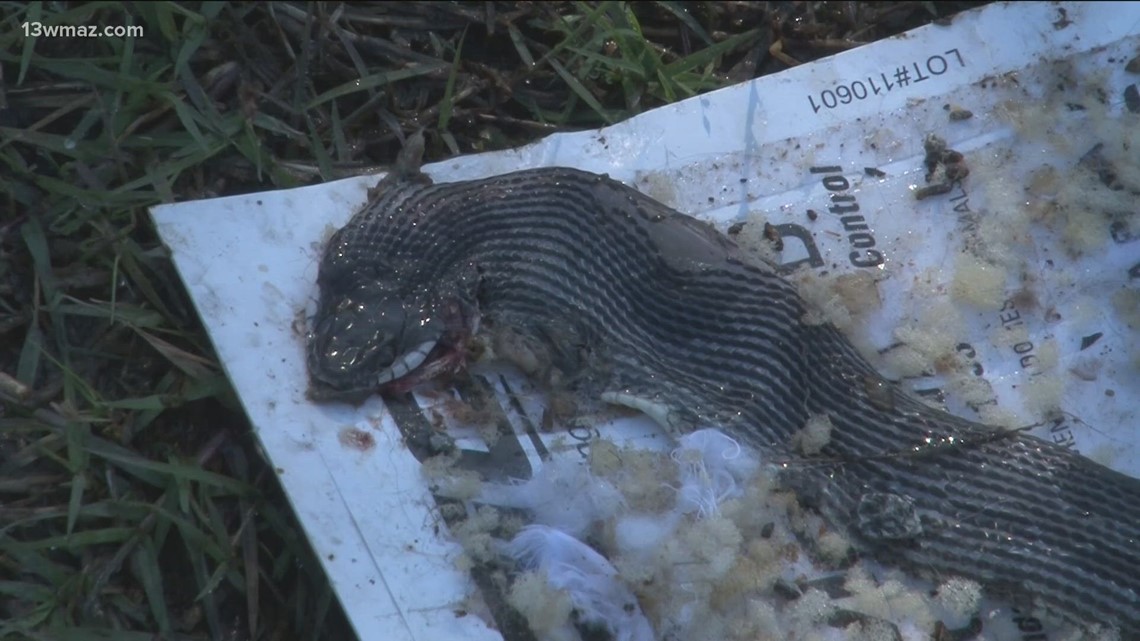 Milledgeville woman leaves rental home due to snake infestation - Vimarsana News