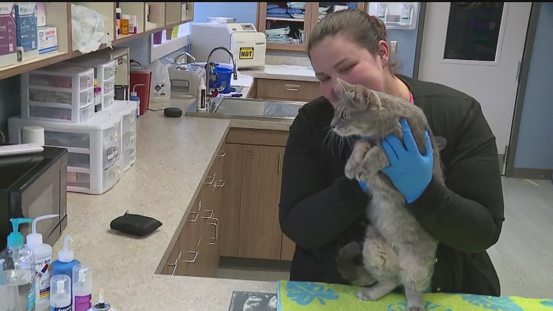 Family's 16yearold cat euthanized after it got COVID19