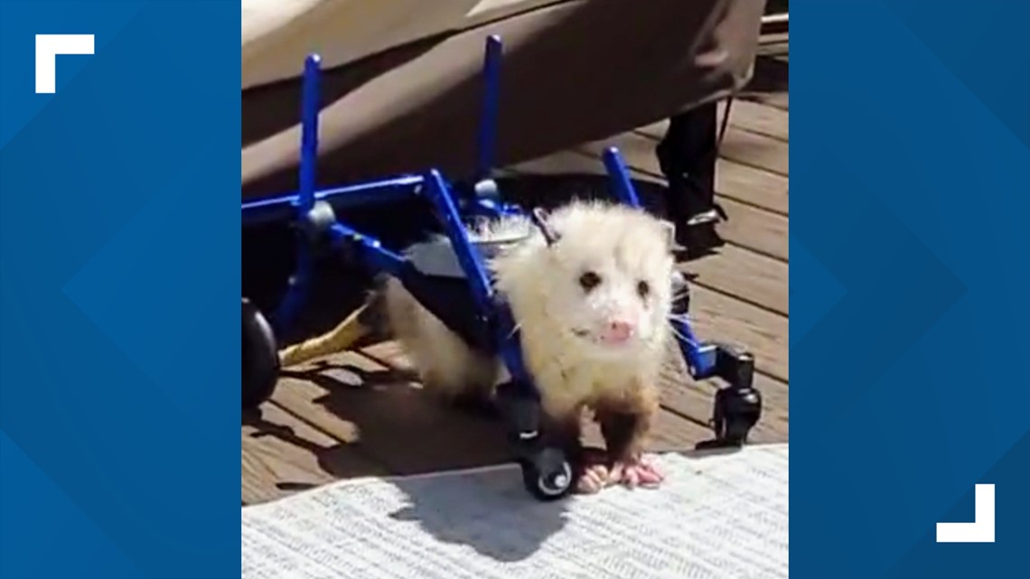 Paralyzed possum from Pennsylvania to be featured in global pet calendar - Vimarsana News