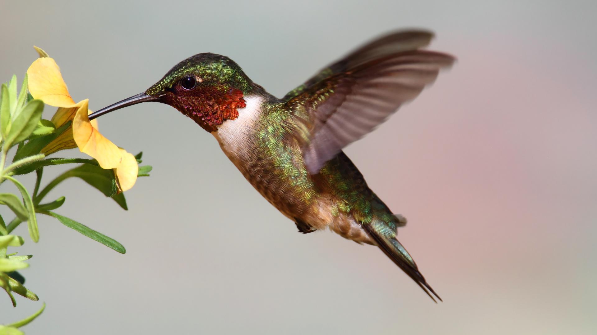 Hummingbird migration: Where are they now? | Map | khou.com