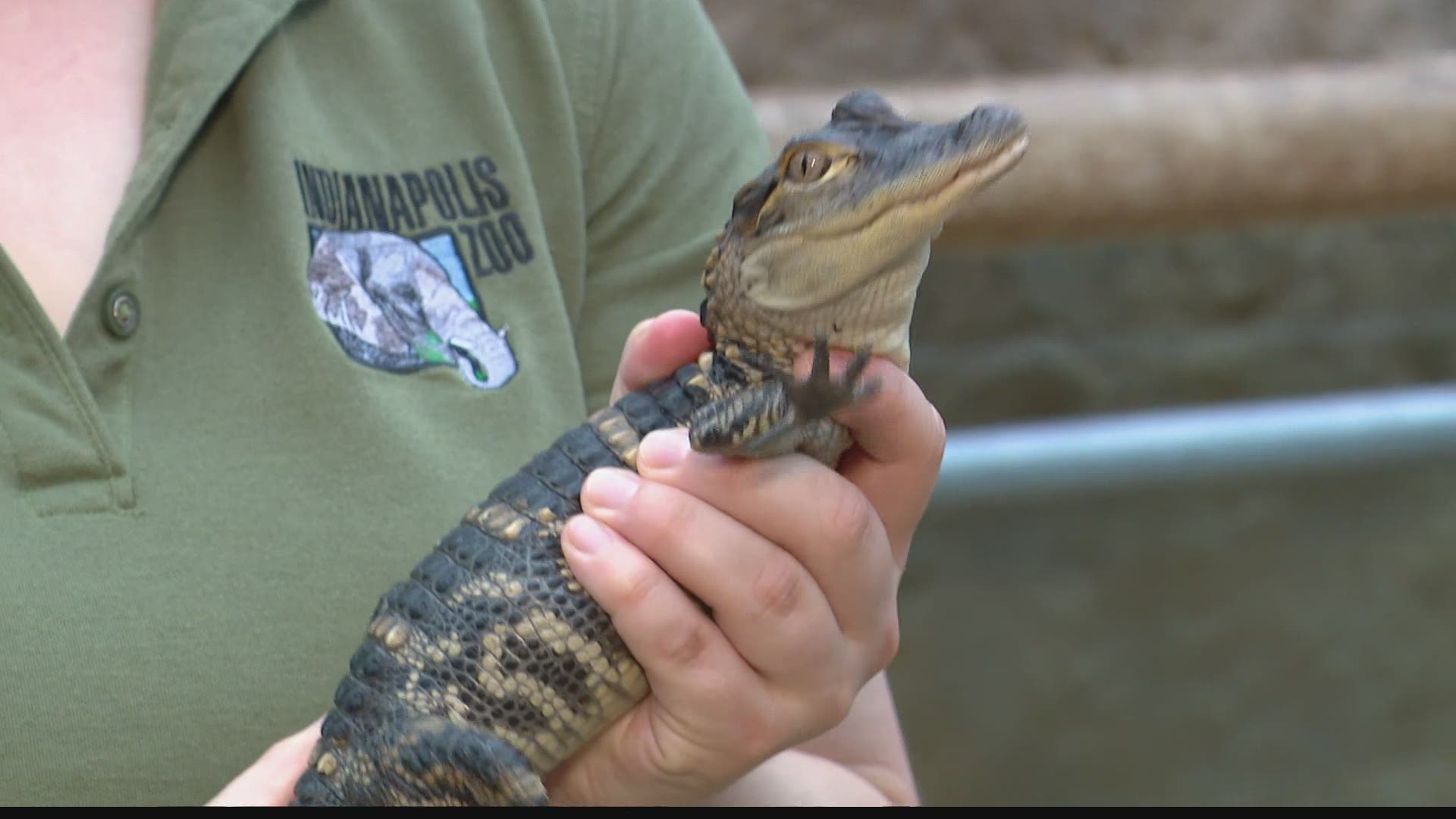 The Indianapolis Zoo is bringing you a hands-on experience with alligators starting Memorial Day weekend.