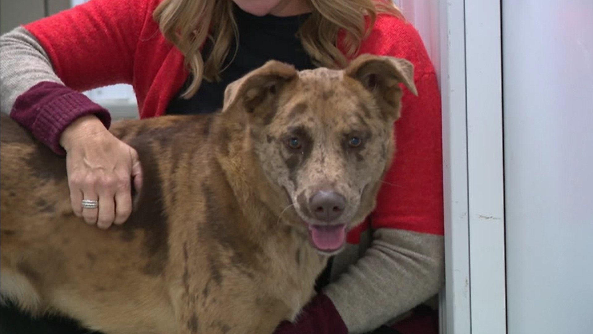 Hockey fans can bring their four-legged friends to enjoy the action on the ice as the Indy Fuel take on the Kalamazoo Wings.