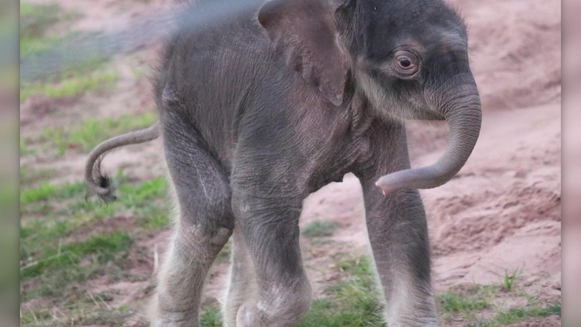 The zoo said elephant twins make up less than 1% of elephant births worldwide. Until these two, there haven't been any successful twin births in the U.S.