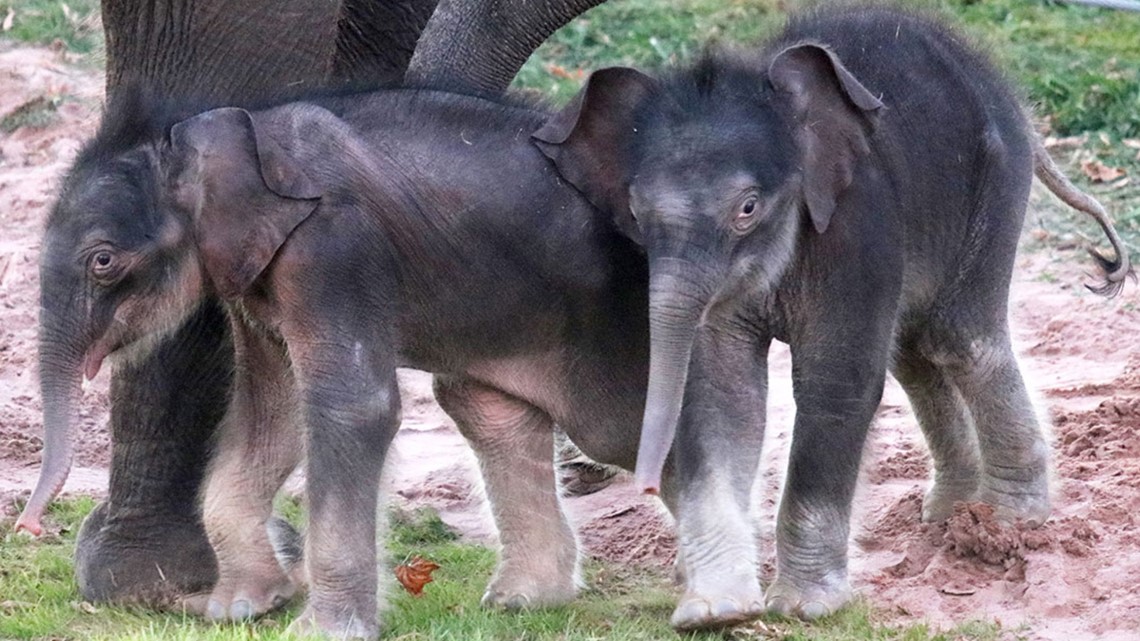 Kembar gajah ‘Ajaib’ lahir di Kebun Binatang Rosamond Gifford