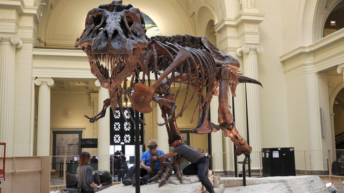 SUE the T. rex coming to Children's Museum | khou.com