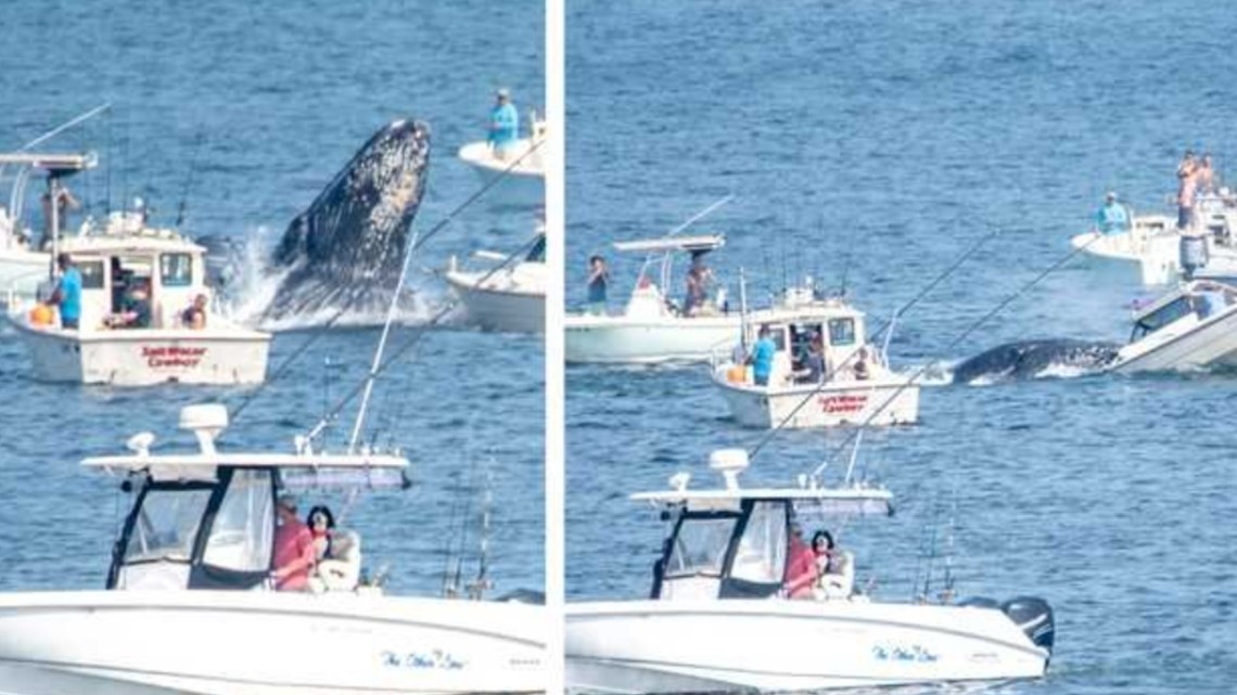 Whale whoping: Melompat bungkuk mendarat di atas kapal