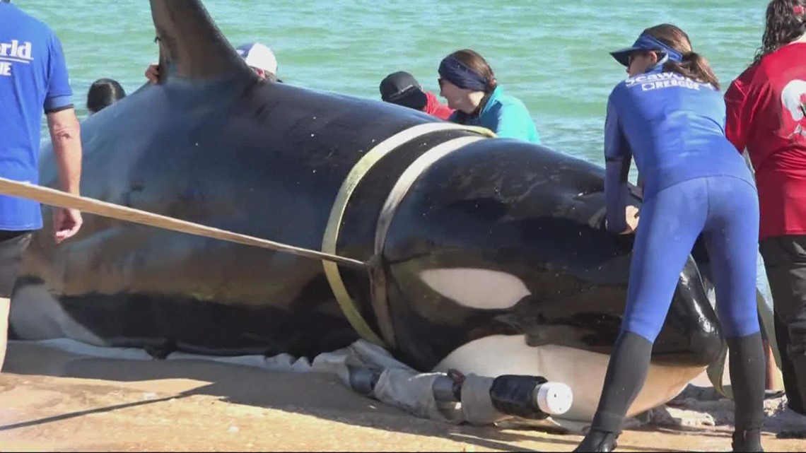 Paus pembunuh setinggi 21 kaki mati setelah terdampar di pantai Florida