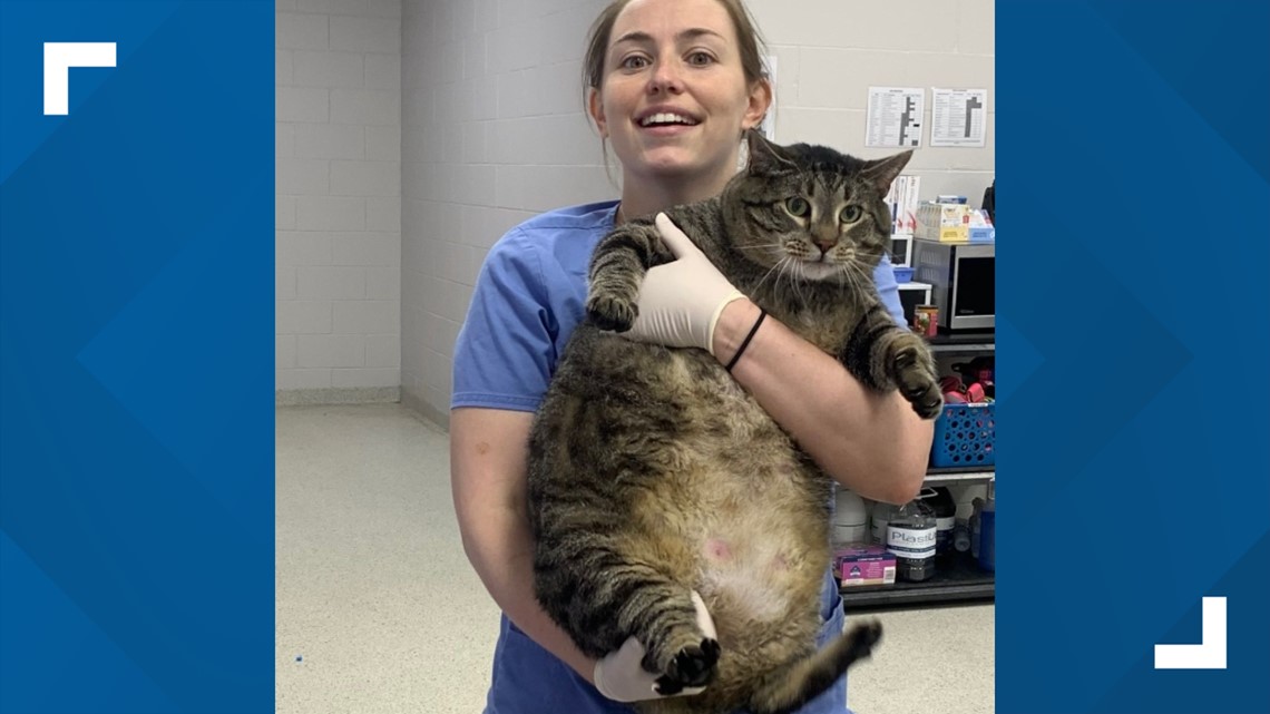 30-Pound Cat Up For Adoption