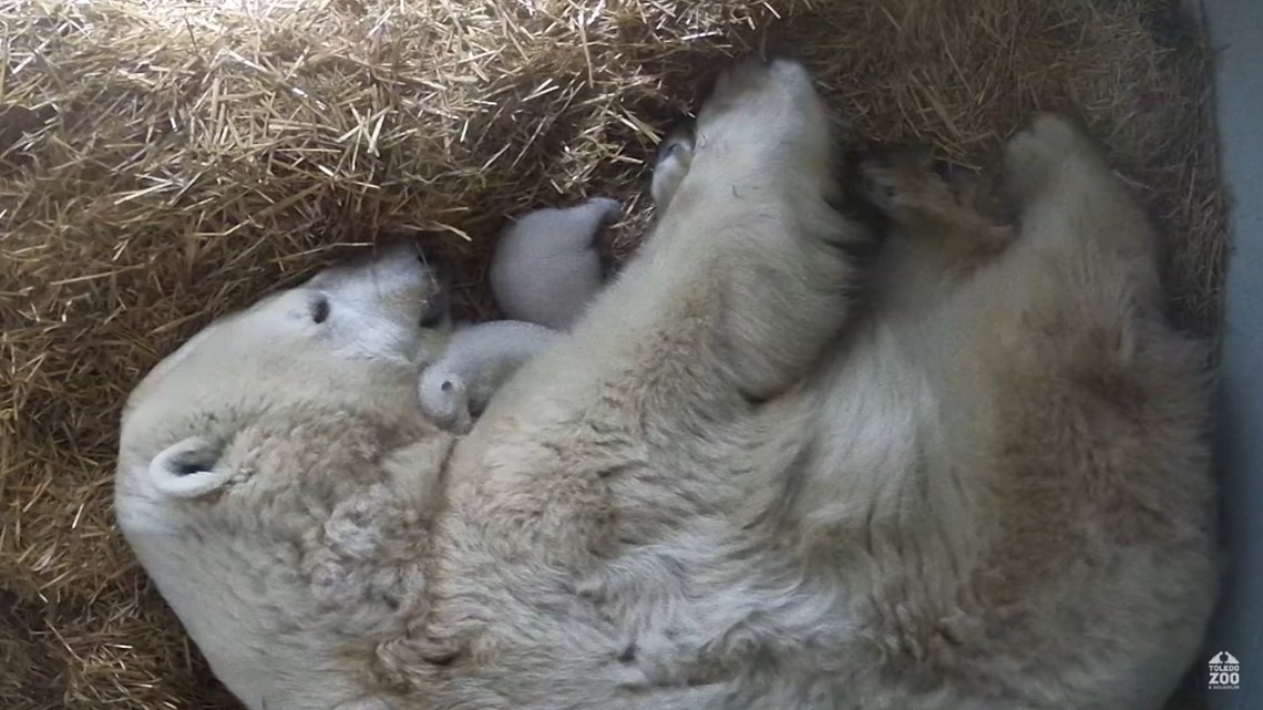 Kebun Binatang Toledo mengumumkan kelahiran anak beruang kutub