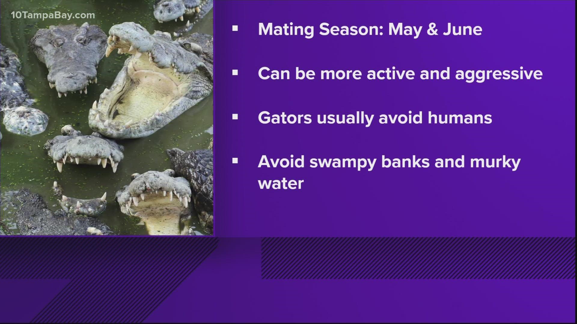 FWC says courtship begins now, in early April, before mating starts in May or June.