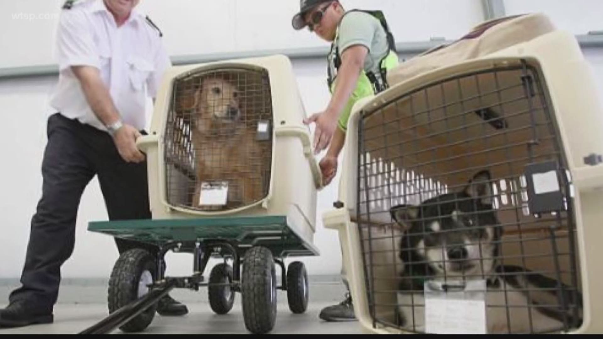 Pets on a plane? You can prepare but it's not without risk