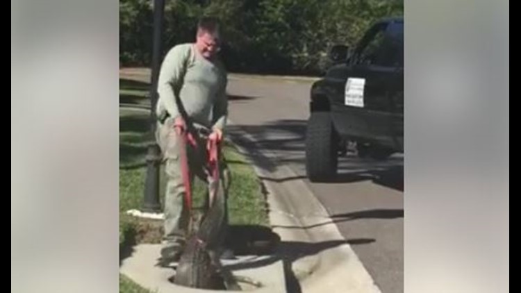 Gator pulled from storm drain in Oldsmar