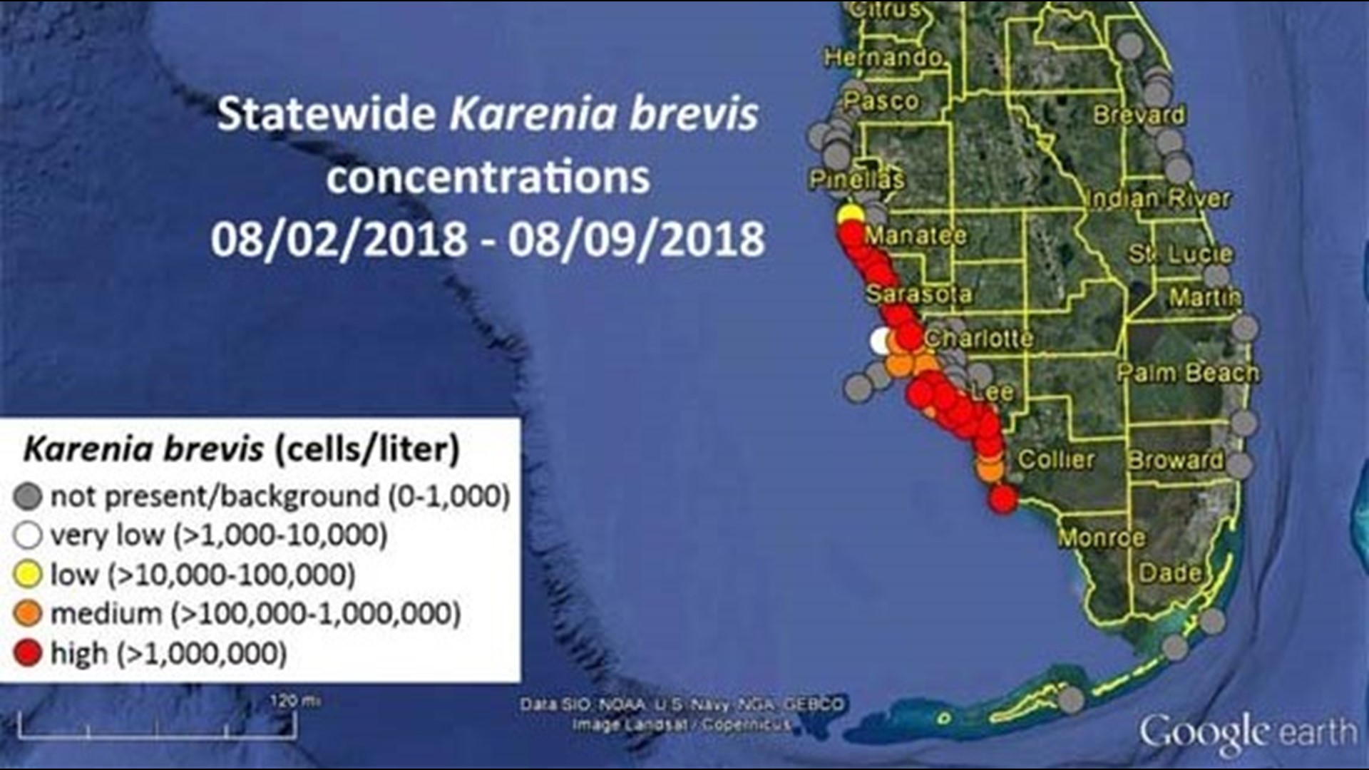 What is red tide? Harmful algal bloom causes problems for Florida